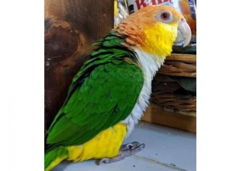 White-bellied Caique with cage for sale.
